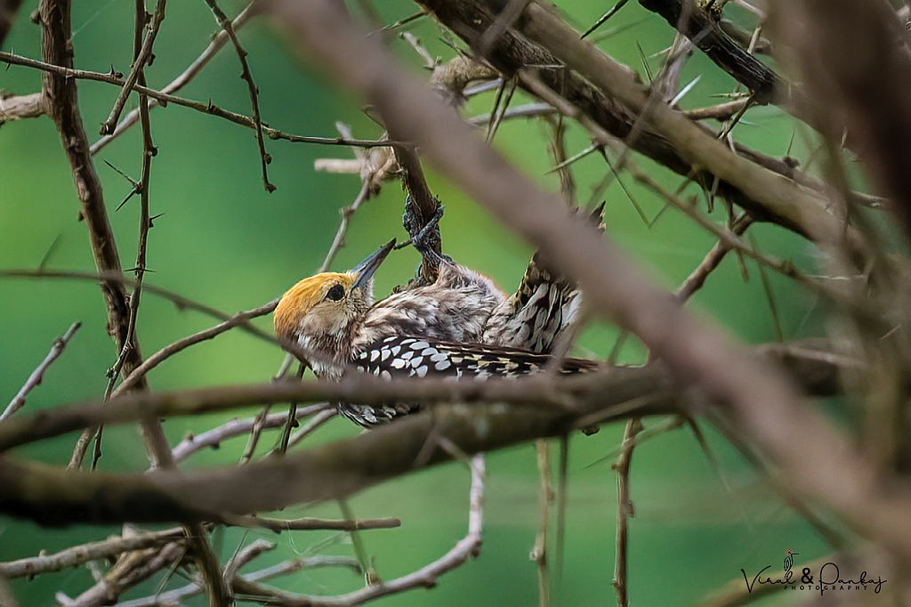 Yellow-crowned Woodpecker